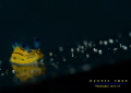 Tambja sp