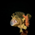 Yawning froggie having fun in the dark. Canon G12, Inon S2000