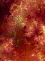 Spider crab hiding in a soft coral