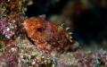 scorpionfish canary island