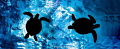 turtles at the surface