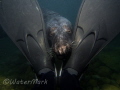 Seal framed by diver fins