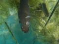 Trustful European Eel