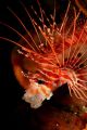 This lionfish was having an afternoon yawn !