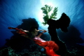 Model: Shammadina, Canon 5D, Sigma 12 mm, Hugyfot, Sataya Reef..... Mermaids still alive :-)