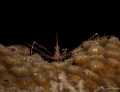 Arrow shrimp, Veracruz Mexico