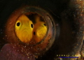 Let the genie out - Goby