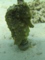 Yellow Sea Horse, Kaneohe Bay, Oahu. (Coconut Island, a.k.a Gilligan's Island)