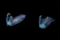 Coupling squids