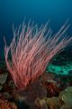 Soft coral swaying in the current! This was taken at about 110 feet with my Canon 20D!