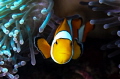 Clown fish / Similan Islands