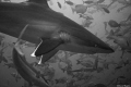Silvertip shark overhead at a depth of 18m. One of my first photos that I have been happy with.