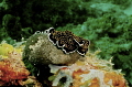 Gold spotted flat worm