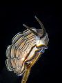 Donut nudibranch (Doto greenamyeri) 
Tulamben, Bali