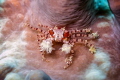 Boxer Crab