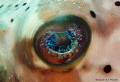 I See You