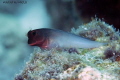 Cutie Pie - Redlip Blenny