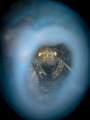 A tiny shrimp in blue tunicate
Tulamben, Bali