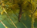 European Eel waiting for food