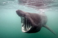 Basking Shark