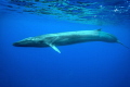 fin whale (Balaenoptera physalus)
This photo has been made by special permit of the portuguese government.