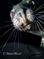 close up seal Lundy Island.