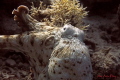 Octopus changing his colour into white