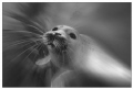 Playing seal