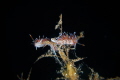 A nudi's carousel