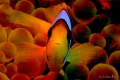 clown Fish in nice colour arrangement