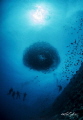 barracudas with buddies at the channel maratua derawan indonesia, with 5Dk3 aquatica housing