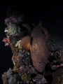 This is Night Dive at Liberty Wreck, Tulamben, Bali, Indonesia. Its Grouper Following me during the dive and come closer to me. That's a awesome night wide angle shot.