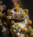 Divesite Borombong In Bali close to Liberty wreck, it took me about 30 min+ to the this shot, a bit of a curent, and the Pygmy seahorse was very busy and moving around but finally this is the result