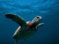 Green Sea turtle @ Makaha Caverns on western side of Oahu, Hawaii. Kind enough to let me get a few shots