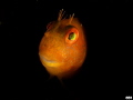 Cute Mediterranean blenny