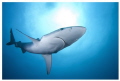 Shark enjoying the sun...
