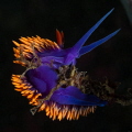 Flabellina Iodinea, just off shore in the swell