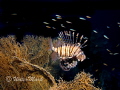 Lion Fish Fan Coral ,