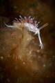 Cratena Peregrina