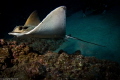 eagle ray