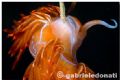 dondice in fire - nikon D70s - 105 macro lens - 2 substrobes ds50