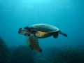 Makaha's Finest. Another Green Sea Turtle cleaning up. Inon Wideangle. Just selected him and basically did auto-color on him.