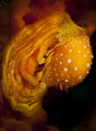 Nudibranchia laying eggs. 15 m deep. 105 mm macro lens.