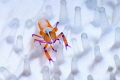 Emperor shrimp on seacucumber
