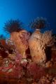 Sponge coral and ferns on the reef in Manado. Canon 20D, 125 strobe.