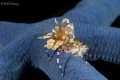An Harlequin shrimp on a  blue seastar