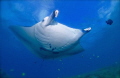 Manta ray