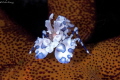 Arlequin shrimp