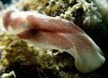 Nudi
