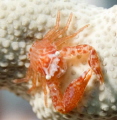 Crab on gorgonian, Indonesia